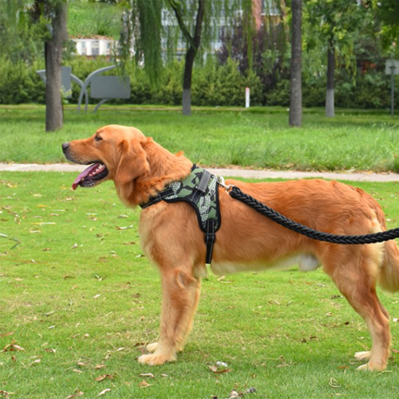 Harnais chien anti traction